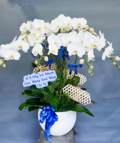 Chậu lan hồ điệp mừng sinh nhật sếp