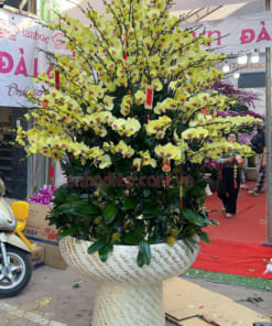 Đặc điểm chậu lan hồ điệp vàng 120 cành