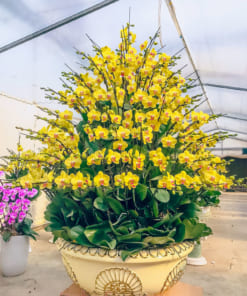 Chậu lan hồ điệp vàng 120 cành chưng đại sảnh