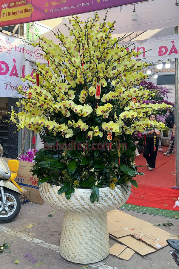 Đặc điểm chậu lan hồ điệp vàng 120 cành