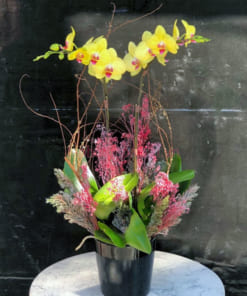 Chậu lan hồ điệp vàng 2 ngồng làm quà chúc mừng