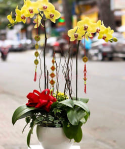 Chậu hoa hồ điệp vàng chúc tết 2 cành