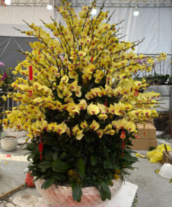 Chậu lan hồ điệp vàng size lớn trang trí tết mang đến may mắn, tài lộc