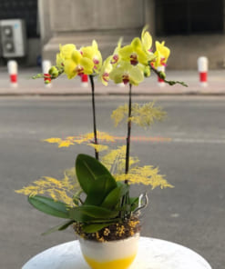 Chậu lan hồ điệp vàng làm quà tặng 20-10