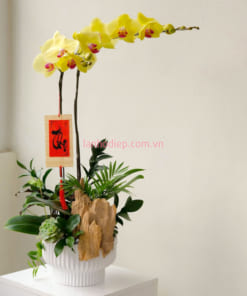 Chậu lan hồ điệp vàng mừng thọ
