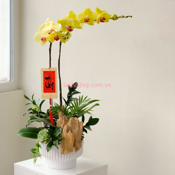 Chậu lan hồ điệp vàng mừng thọ