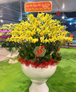 Chậu lan hồ điệp vàng trưng tết 120 cành