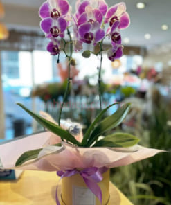 Chậu lan mini hồ điệp làm quà doanh nghiệp ngày 8/3