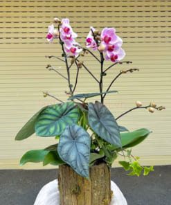 Chậu lan mini hồng 2 cành để bàn đẹp