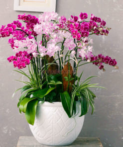 Chậu lan mini hồng tím 16 cành ghép gỗ lũa đẹp