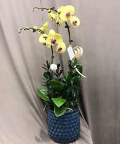 Chậu lan vàng 2 cành đẹp mang đến tài lộc