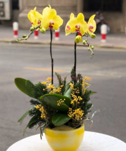 Chậu lan vàng hồ điệp chúc mừng 8/3