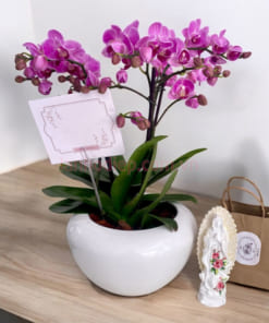 Chậu tiểu hồ điệp hồng 2 cành mang lại nhiều may măn