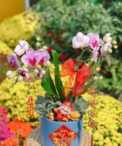 Chậu tiểu hồ điệp 2 cành trang trí Tết