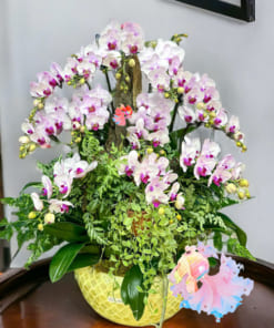 Chậu tiểu hồ điệp trắng 16 cành ghép gỗ lũa mừng tân gia