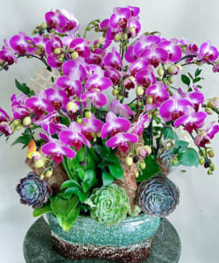 Chậu tiểu hồ điệp trắng hồng 16 cành đẹp