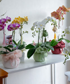 Cửa hàng bán tiểu hồ điệp đẹp làm quà tặng tại Hà Nội