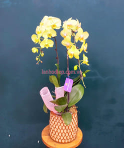 Đặc điểm chậu hoa hồ điệp vàng 2 cành