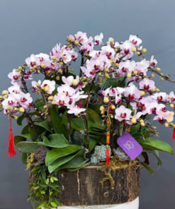 Hoa lan hồ điệp mini hồng trồng chậu gỗ lũa dẹp