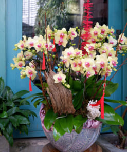 Hoa tiểu hồ điệp vàng ghép gỗ lũa 16 cành trang trí Tết đẹp