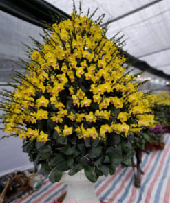 Cách chăm sóc chậu lan hồ điệp 120 cành màu vàng