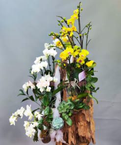 Khi chăm sóc lan hồ điệp mini ghép gỗ lũa cần quan tâm đến nhiệt độ, ánh sáng và nước tưới