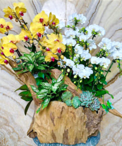 Lan hồ điệp mini ghép gỗ lũa mang đến vẻ đẹp độc đáo cho không gian trưng bày