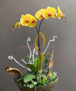 Lưu ý khi chăm sóc hoa lan hồ điệp vàng trồng chậu