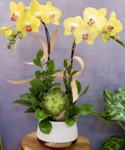 Mẫu hoa lan 2 cành vàng mang đến may mắn