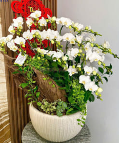 Tiểu hồ điệp trắng 16 cành ghép gỗ lũa mừng 8/ 3