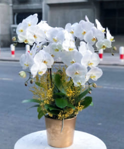 Cách chăm chậu hoa hồ điệp trắng 4 cành