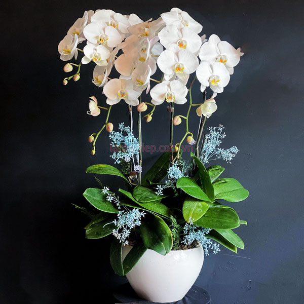 Chậu lan hồ điệp trắng 4 cành