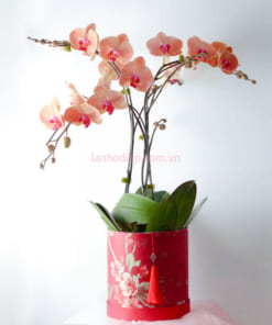Chậu lan cam 3 cành làm quà tặng Tết