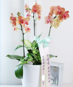 Chậu lan cam 3 cành phong cách Hàn Quốc