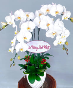 Chậu lan hồ điệp 4 cành trắng chúc mừng sinh nhật