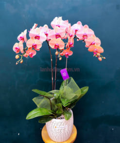 Chậu lan hồ điệp cam 3 cành