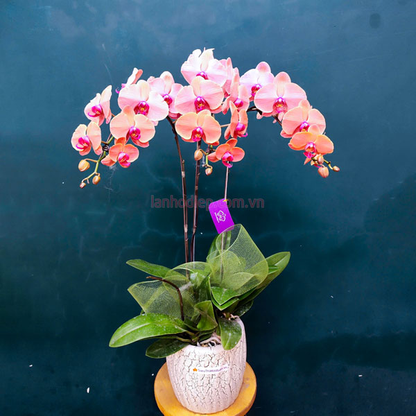 Chậu lan hồ điệp cam 3 cành
