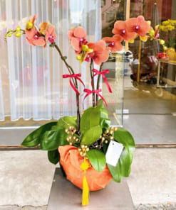Chậu lan hồ điệp Tết 3 cành màu cam