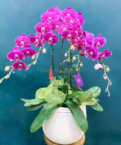 Chậu lan hồ điệp tím chúc mừng năm mới