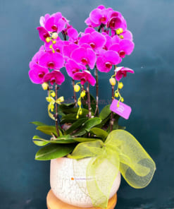 Chậu lan hồ điệp tím làm quà tặng sếp