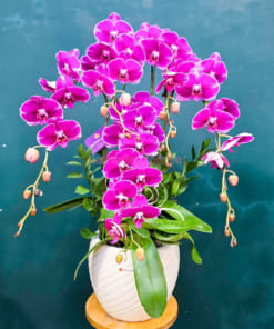 Chậu lan hồ điệp tím tặng mẹ