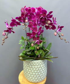 Chậu lan hồ điệp tím tặng sinh nhật