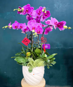 Chậu lan hồ điệp tím trưng Tết