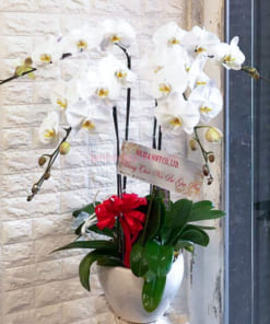 Chậu hoa hồ điệp trắng 4 cành đẹp