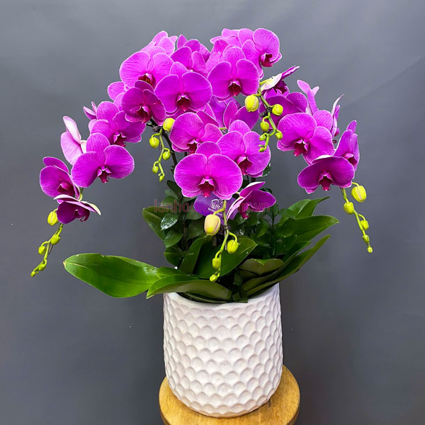 Chậu lan tím hồ điệp 5 cành