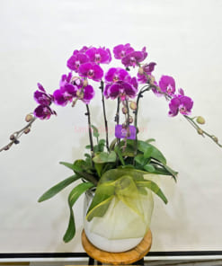 Chậu lan tím 5 cành mừng thăng chức