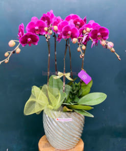 Chậu lan tím 5 cành tặng khai trương