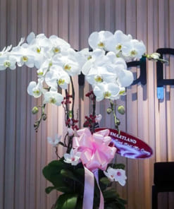 Cửa hàng bán chậu hoa lan hồ điệp đẹp tại Hà Nội