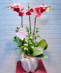 Chậu lan hồ điệp 3 cành cam cà rốt tặng sinh nhật