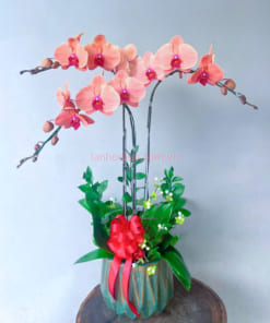 Chậu hoa hồ điệp cam 3 cành làm quà tặng tân gia